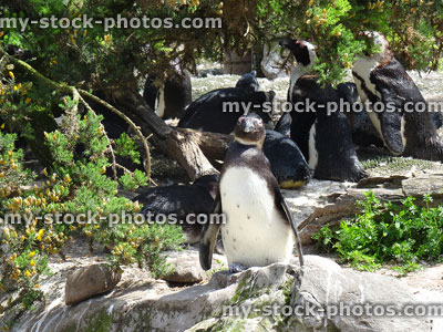 Stock image of African penguins in natural group by rocks / trees