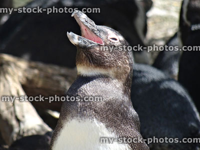 Stock image of African penguin with beak open, showing mouth inside