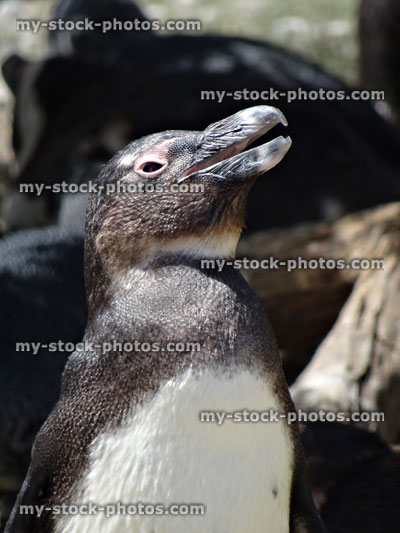 Stock image of happy African penguin with beak open in sunshine