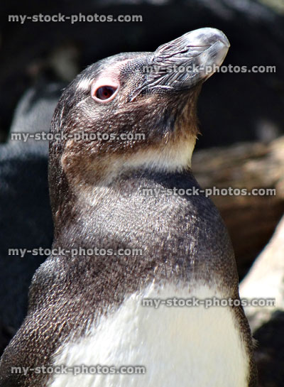 Stock image of African penguin head / face and beak, looking upwards