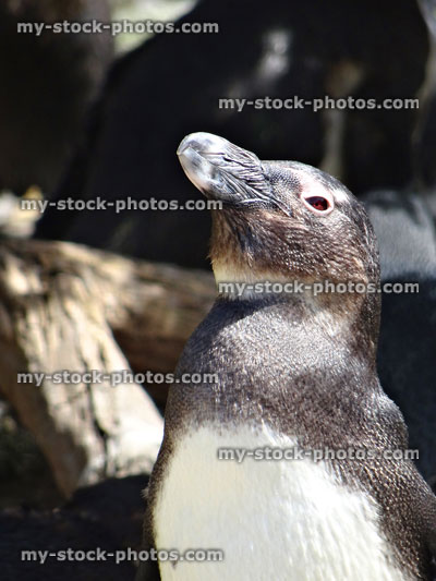 Stock image of lonely African penguin in sun, natural rocks in background