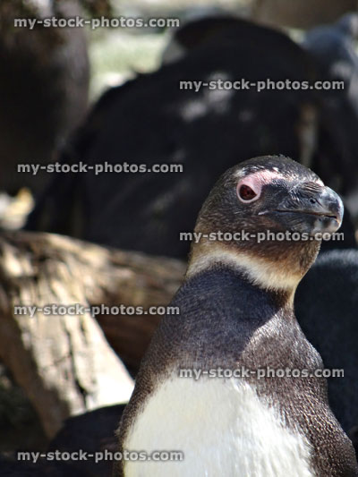 Stock image of natural African penguin head looking sideways, isolated background