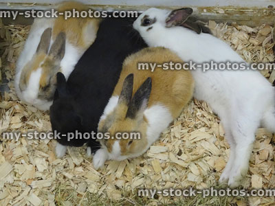 Stock image of group of baby rabbits for sale in pet shop