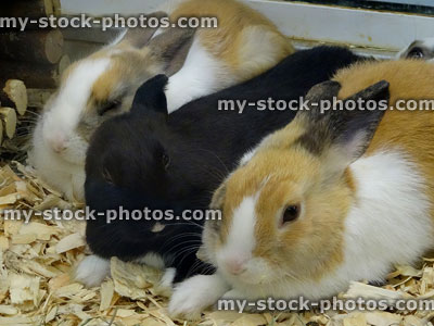 Stock image of baby rabbits cuddled up together in cage, on woodshavings