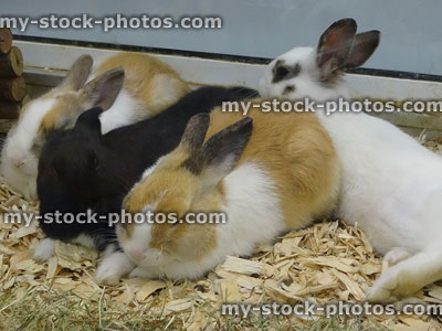 Stock image of baby rabbits cuddled up together in cage, sleeping