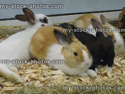 Stock image of cute baby rabbits cuddled up in pet shop cage