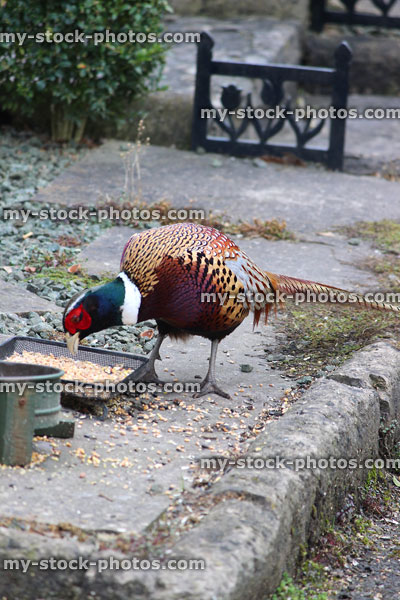 Stock image of wild pheasant eating seed on doorstep, cock bird