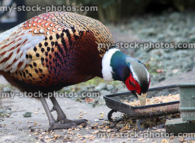 Stock image of white collared common pheasant eating seed from dish