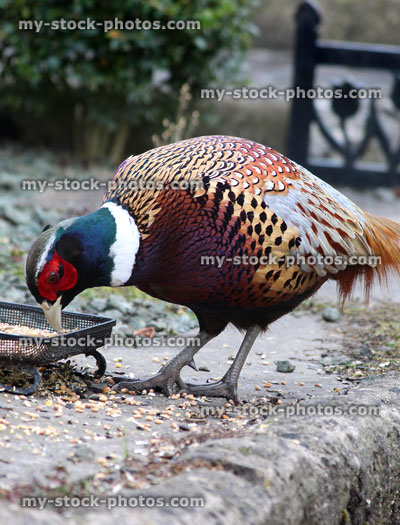 Stock image of wild pheasant eating seed from mesh dish, gamebird