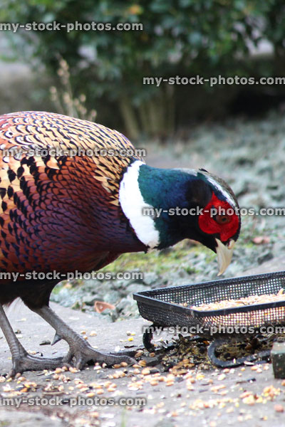 Stock image of common pheasant eating seed from metal mesh dish