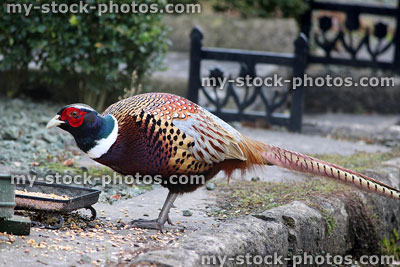 Stock image of wild common pheasant with long tail, red head, white collar