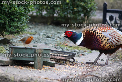 Stock image of wild pheasant eating bird seed / food with robin