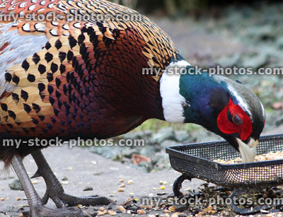 Stock image close up of wild common ring necked pheasant eating seed / bird food