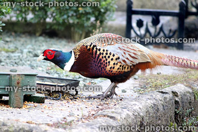 Stock image of common pheasant eating wild bird food from dish