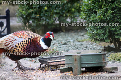 Stock image of male wild common pheasant eating bird food from dish