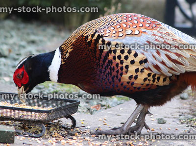 Stock image of wild pheasant eating food on doorstep, cock bird