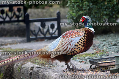 Stock image of wild male common ring necked pheasant with long tail