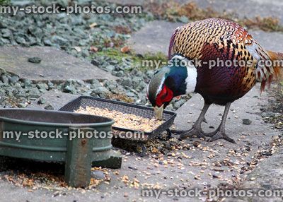 Stock image of wild pheasant eating seed on doorstep, male bird