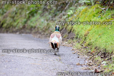 Stock image of wild common ring necked pheasant cock bird crossing road