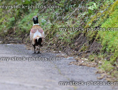 Stock image of male common ring necked pheasant cock bird crossing country lane