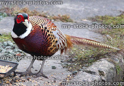 Stock image of wild pheasant eating seed on doorstep, white collar