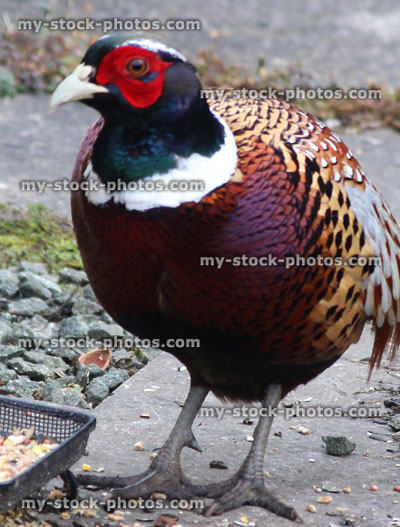 Stock image of wild common pheasant eating bird food on doorstep