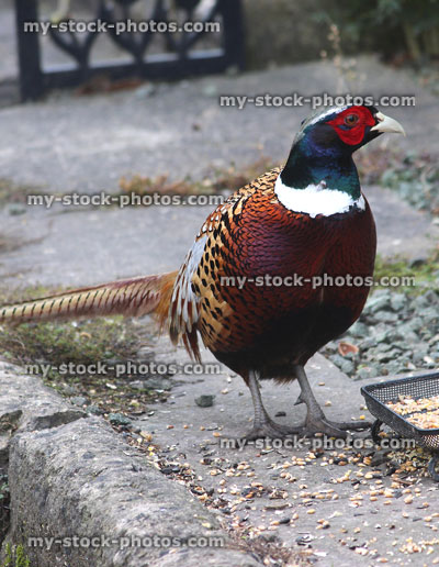 Stock image of ring necked pheasant eating seed on doorstep, cock bird