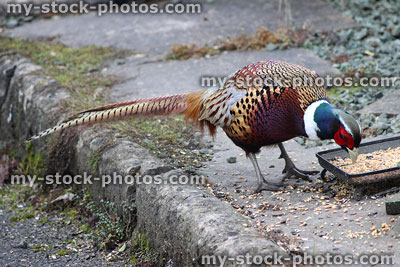 Stock image of wild pheasant eating seed on doorstep, game bird