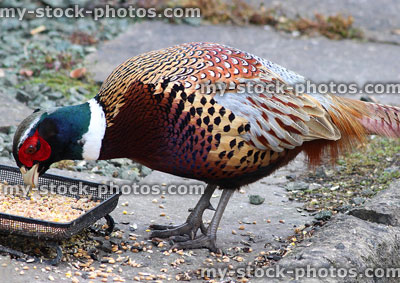 Stock image of common pheasant eating seed on doorstep, male gamebird