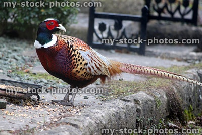 Stock image of ring necked pheasant eating seed on doorstep, game bird