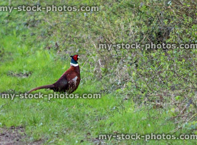 Stock image of wild cock pheasant next to a hedgerow