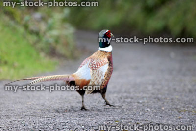 Image of common pheasant walking down a quiet country lane