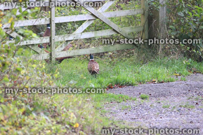 Stock image of wild common ring necked pheasants, English countryside field / wooden gate, foraging for food