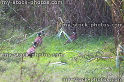 Stock image of wild common ring necked pheasants, English countryside field, foraging for food