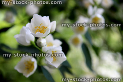 Stock image of white Philadelphus flowers / Philadelphus coronarius / mock orange flowers