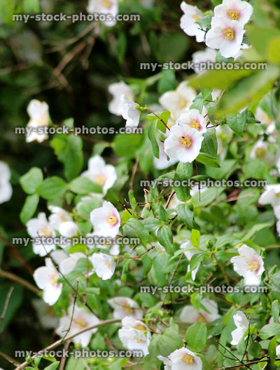 Stock image of white Philadelphus flowers / Philadelphus coronarius / mock orange flowers