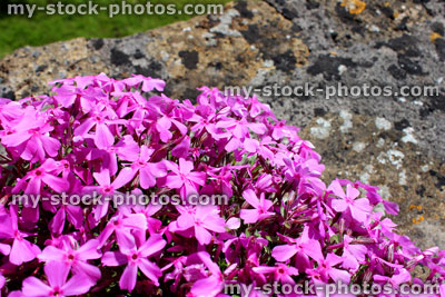Stock image of flowers of pink phlox plant growing on wall