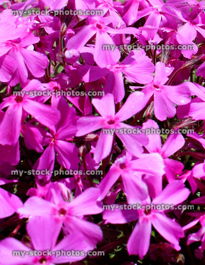 Stock image of pink phlox flowers, phlox plant growing Alpine garden