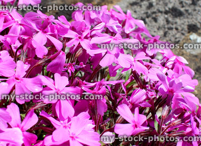 Stock image of pink phlox flowers, phlox plant growing on wall
