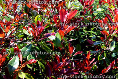 Stock image of red spring leaves on Photinia 'Red Robin' plant