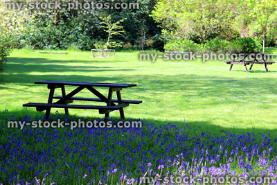 Stock image of picnic tables in garden, with lawn, bluebells, trees