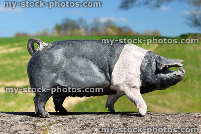 Stock image of ceramic pig on dry stone wall with a field background