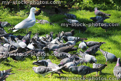 Stock image of pigeons eating seed on park grass, with seagull