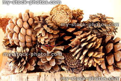Stock image of dried pine cones on tree bark, ornamental display