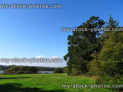 Stock image of meadow field landscape scenery, pine trees, estuary view