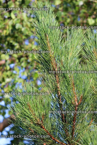 Stock image of fresh pine needles / summer growth, Scots pine tree (Pinus Sylvestris)