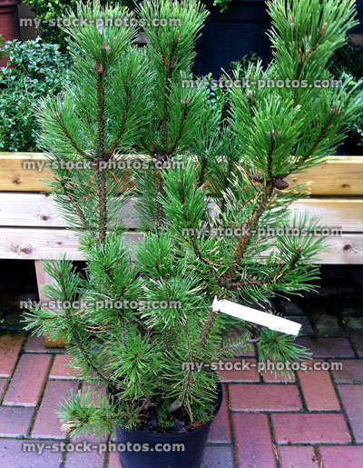 Stock image of bushy pine tree at garden centre nursery