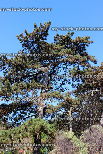 Stock image of Scots pine trees in park against blue sky