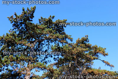 Stock image of Scots pine trees in park against blue sky