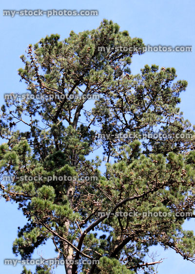 Stock image of Scots pine tree (pinus sylvestris) covered in pine cones